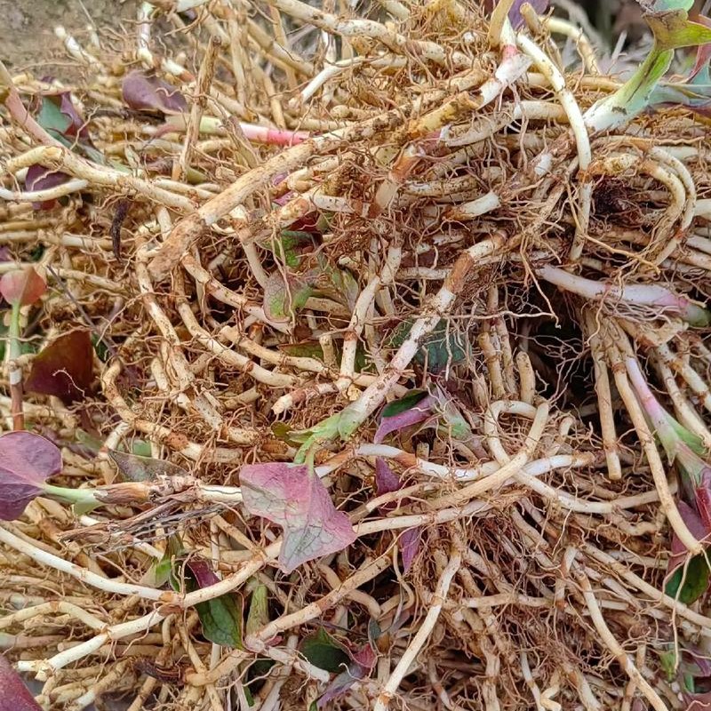贵州特产新鲜现挖折耳根鱼腥草带泥嫩根可凉拌即食野菜