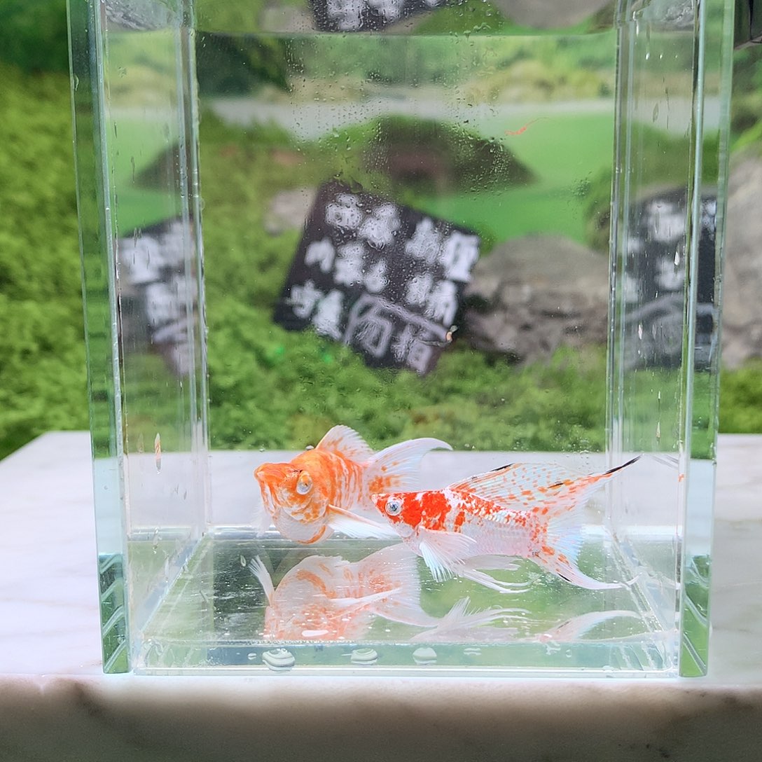 海水鱼7号1对樱花