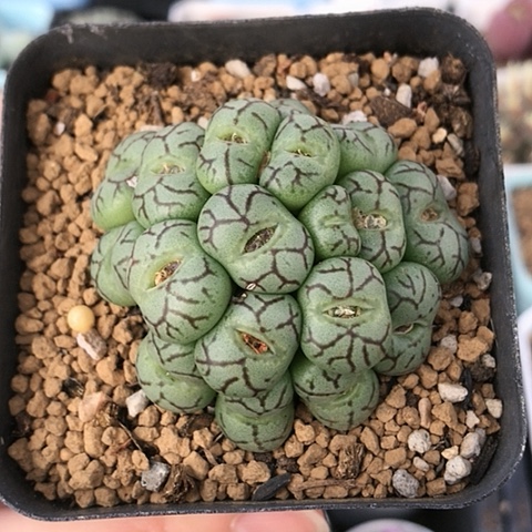 多肉肉锥 18头猴脸青姬