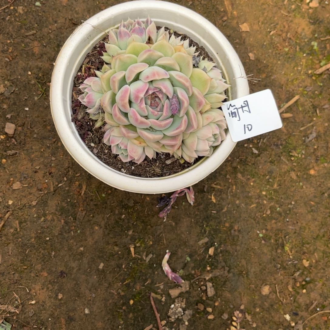 简*水晶杂多肉植物