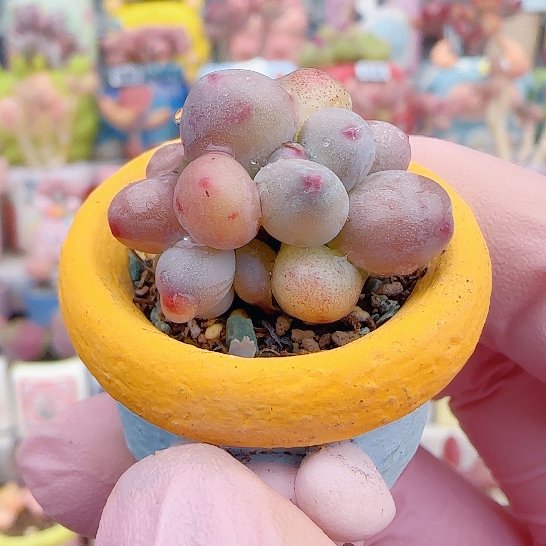 L 迷你彩虹奶 盆口2cm