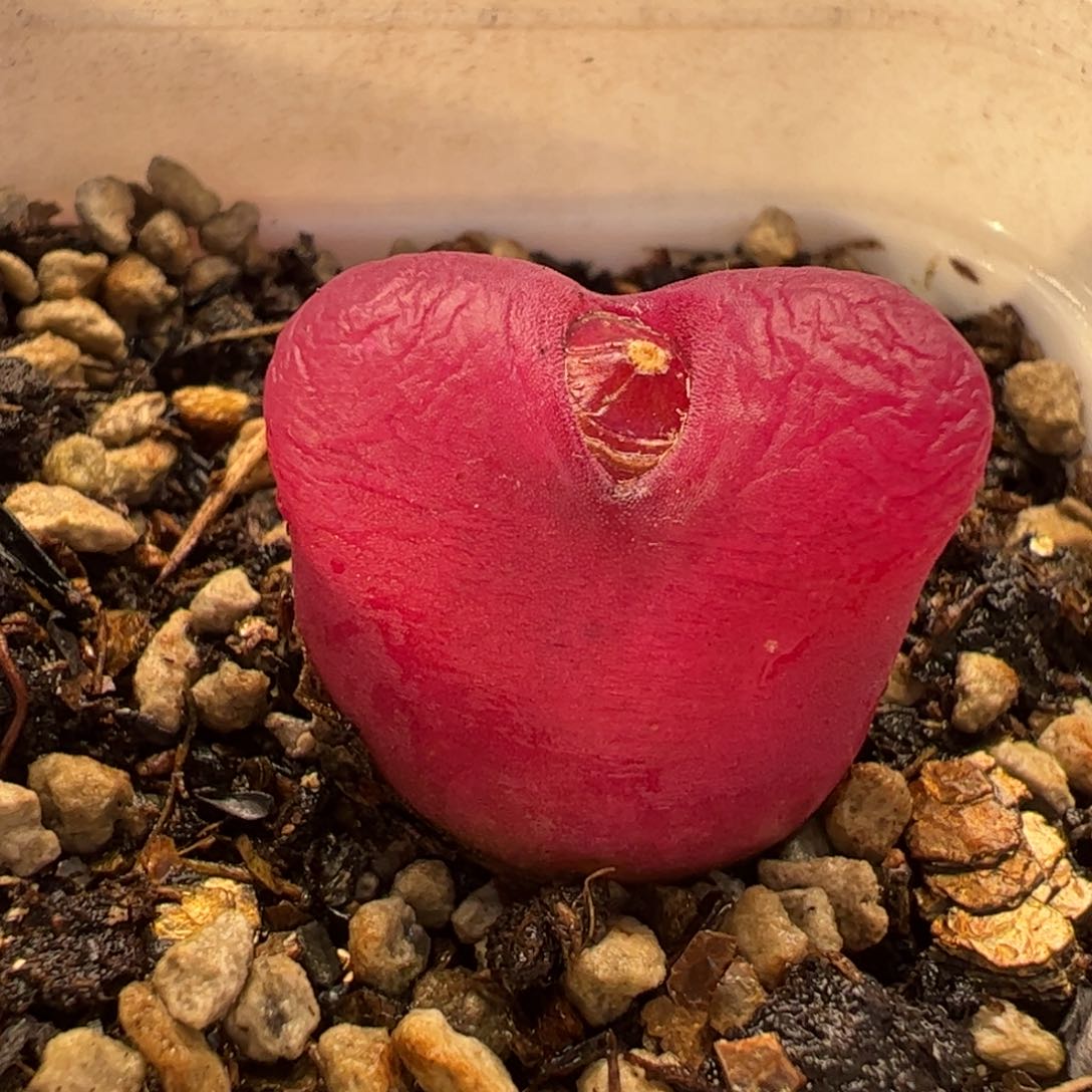 113多肉植物百科