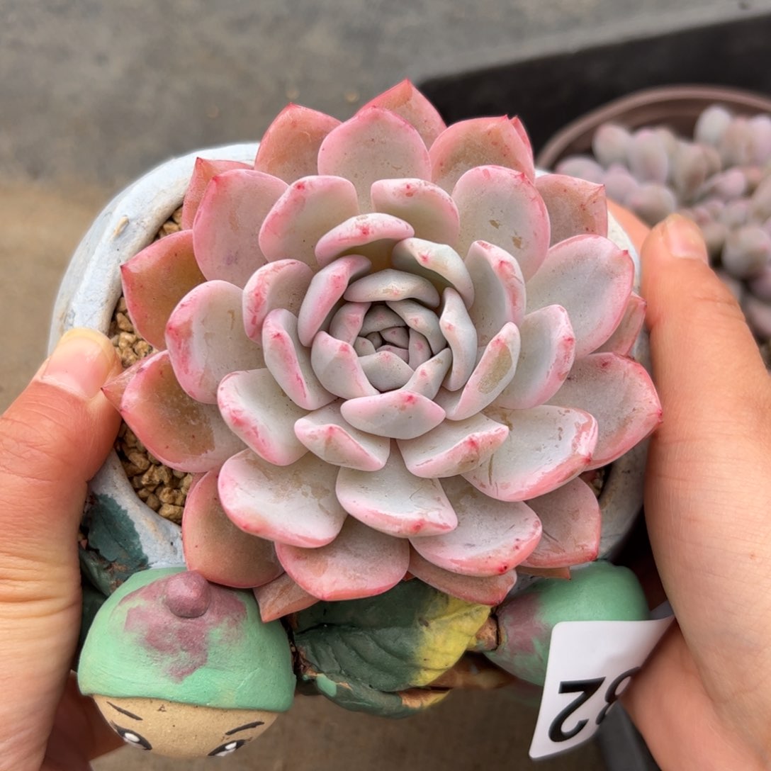 阿***?682 多肉植物组合