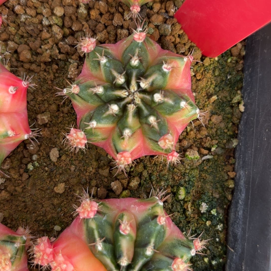 L521-1226泰国发货 四月