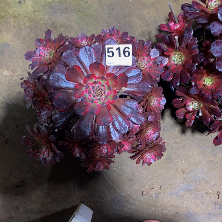 a***耀无花朵十里5160000000