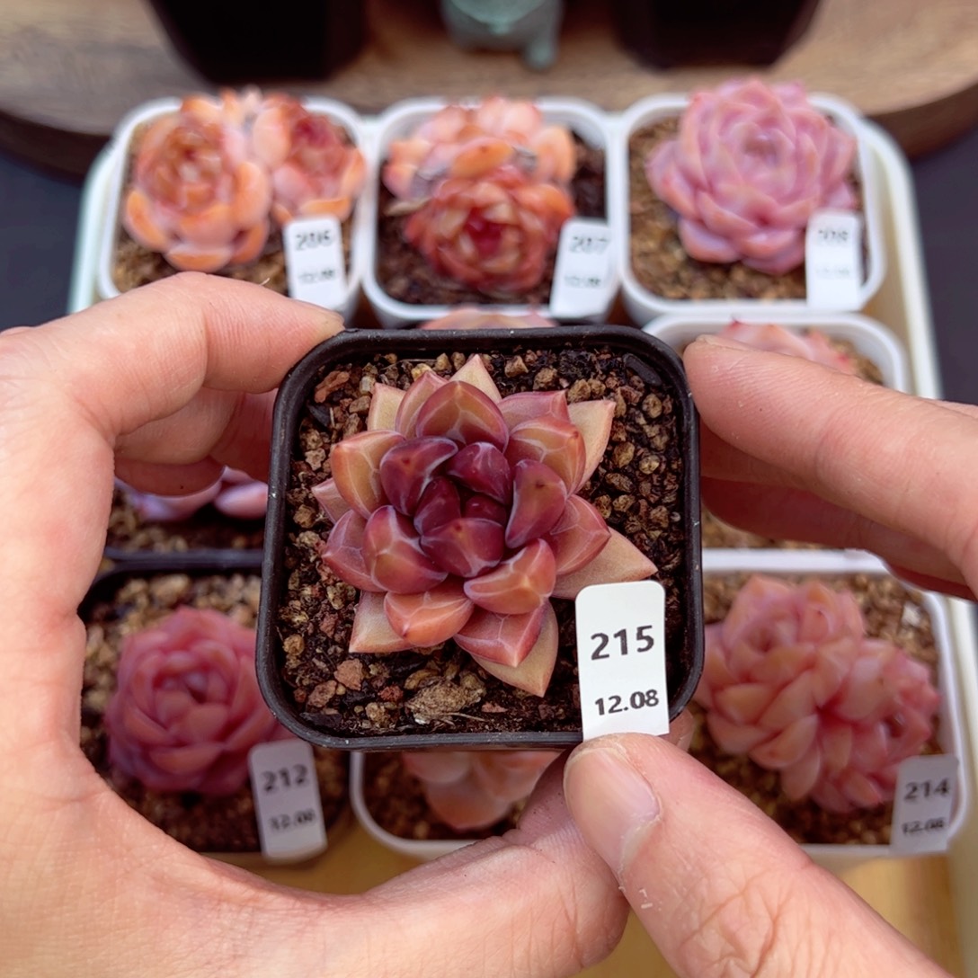 好好看215、哈哈哈哈