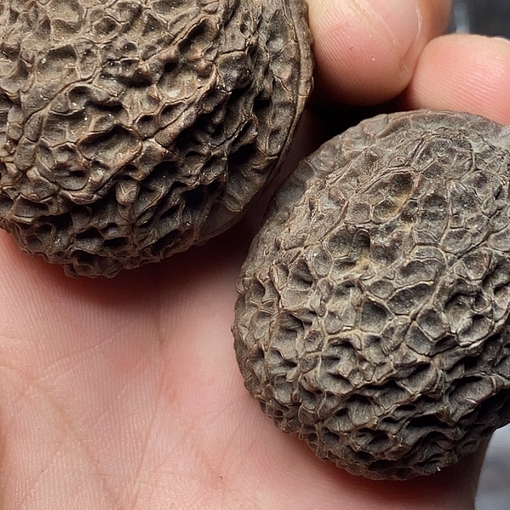 把件文玩核桃志成云铁文玩68