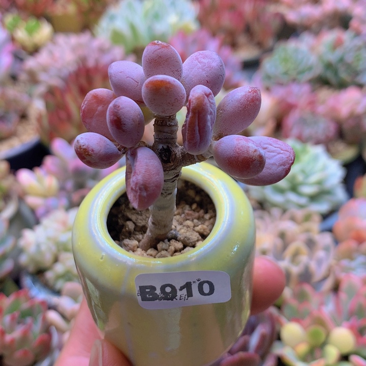 一物一拍含盆土满38包邮B910