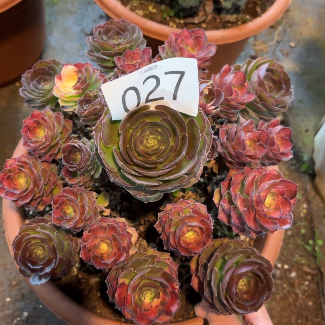 027多肉植物海王七彩特价