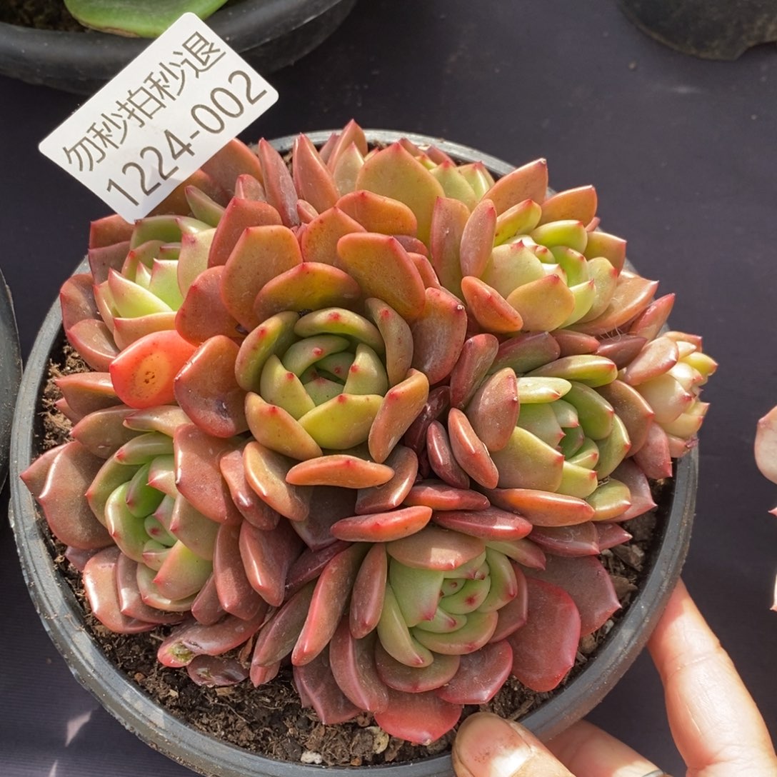 两单包邮1224-2香槟杂