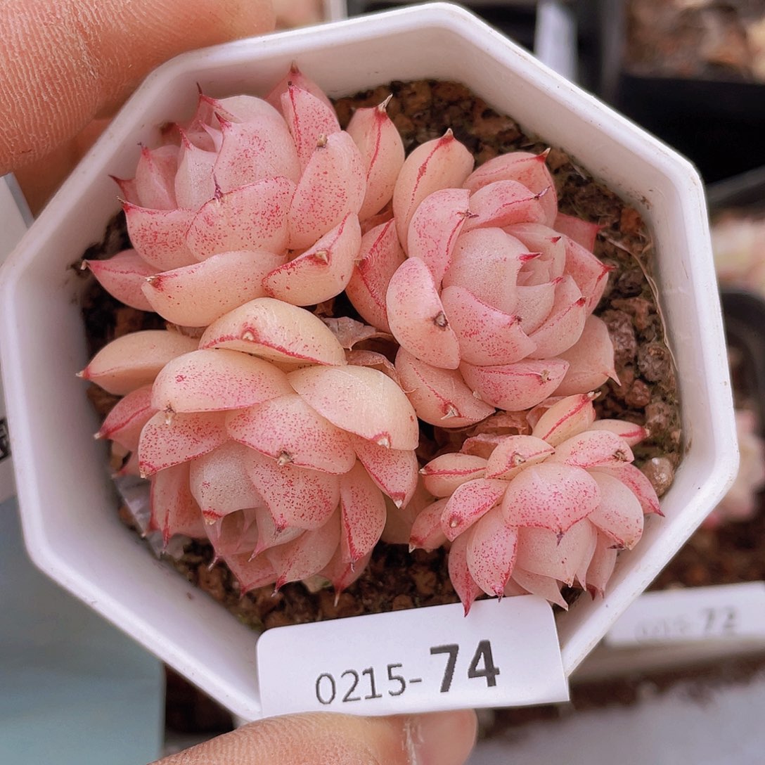 00000000000074一物一拍