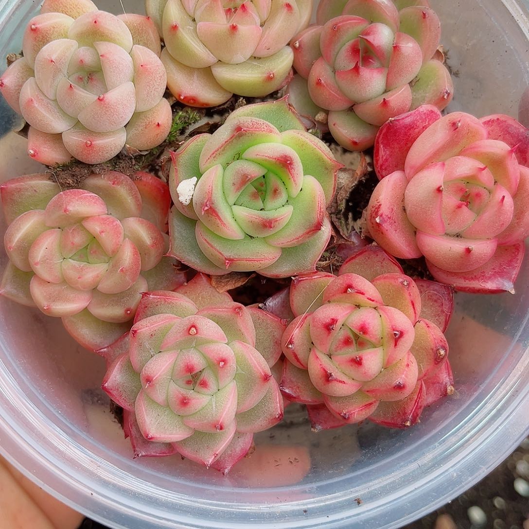 1-632新疆西藏内蒙不发12.8包邮2-3公分