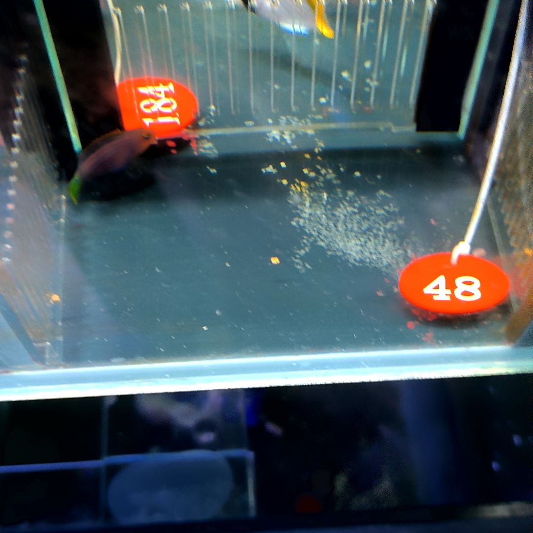 海水鱼六线龙5+/6-76-48