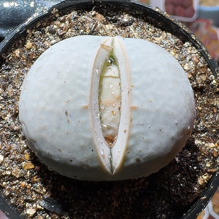 生石花1111112。  3.0左右高尔夫。 173