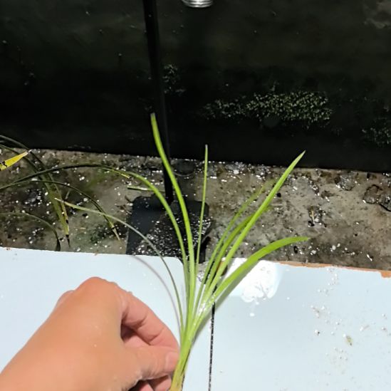 完全开放永昌蝶龙头引种