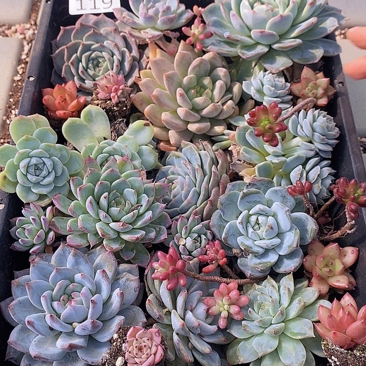 119 多肉植物盆栽花卉