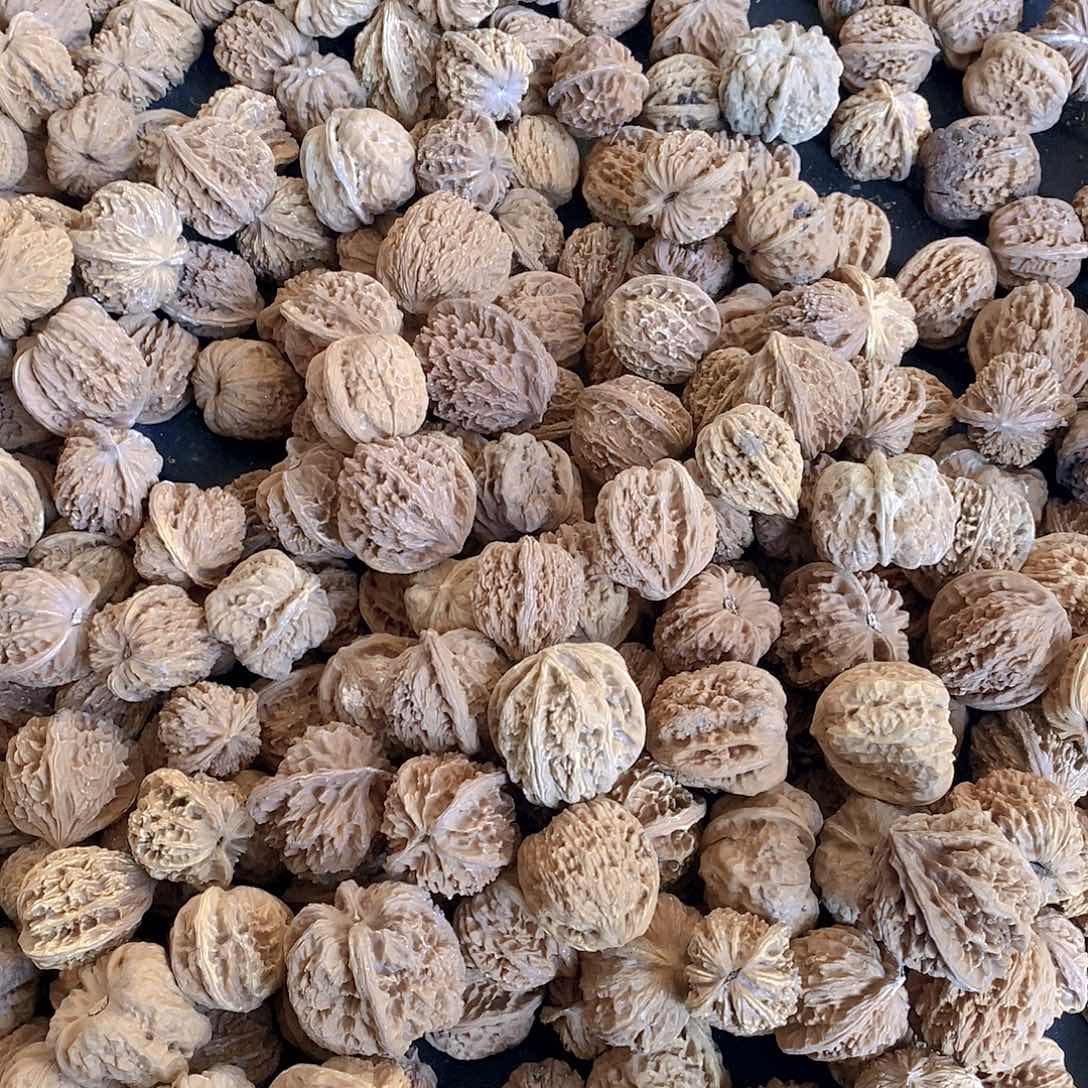 麻核桃原生芽种子福利