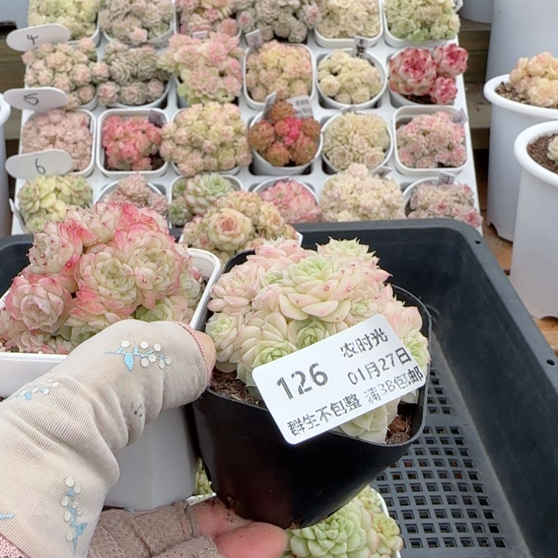 原****啊【闪购商品】0127-126两颗