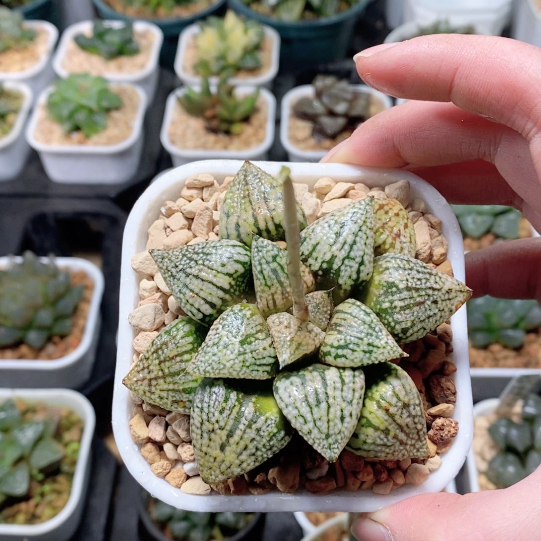 珍珠白银玉露多肉植物