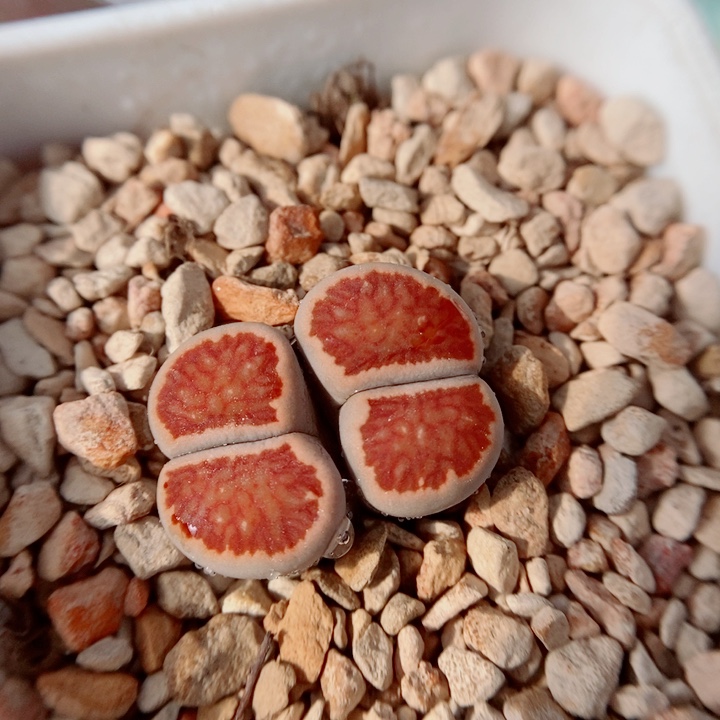 生石花花花花花花326