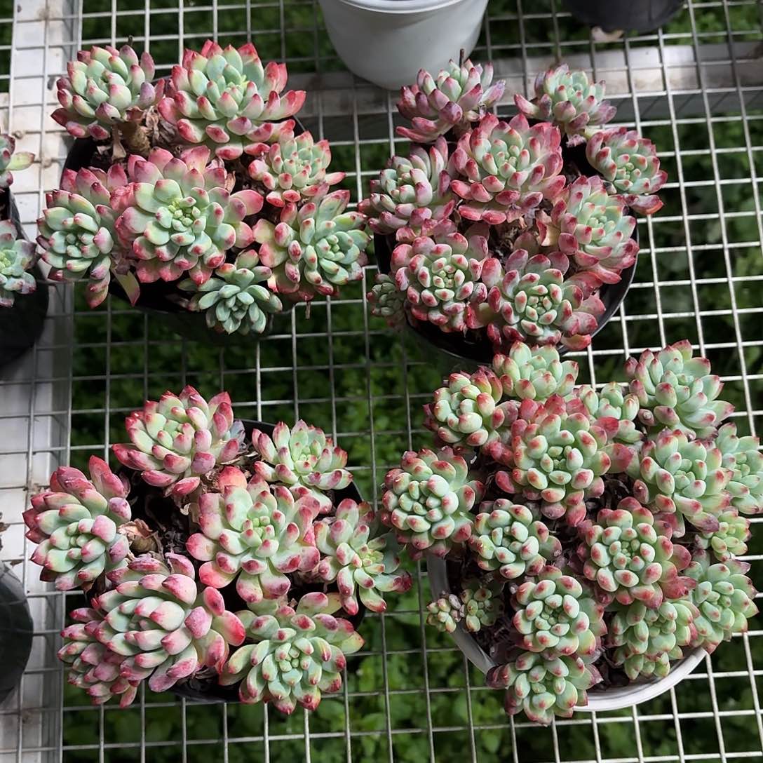 蓝苹果群生12㎝盆参考