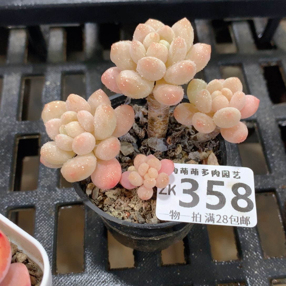 肉萌萌拇指盆精控多肉ZK358