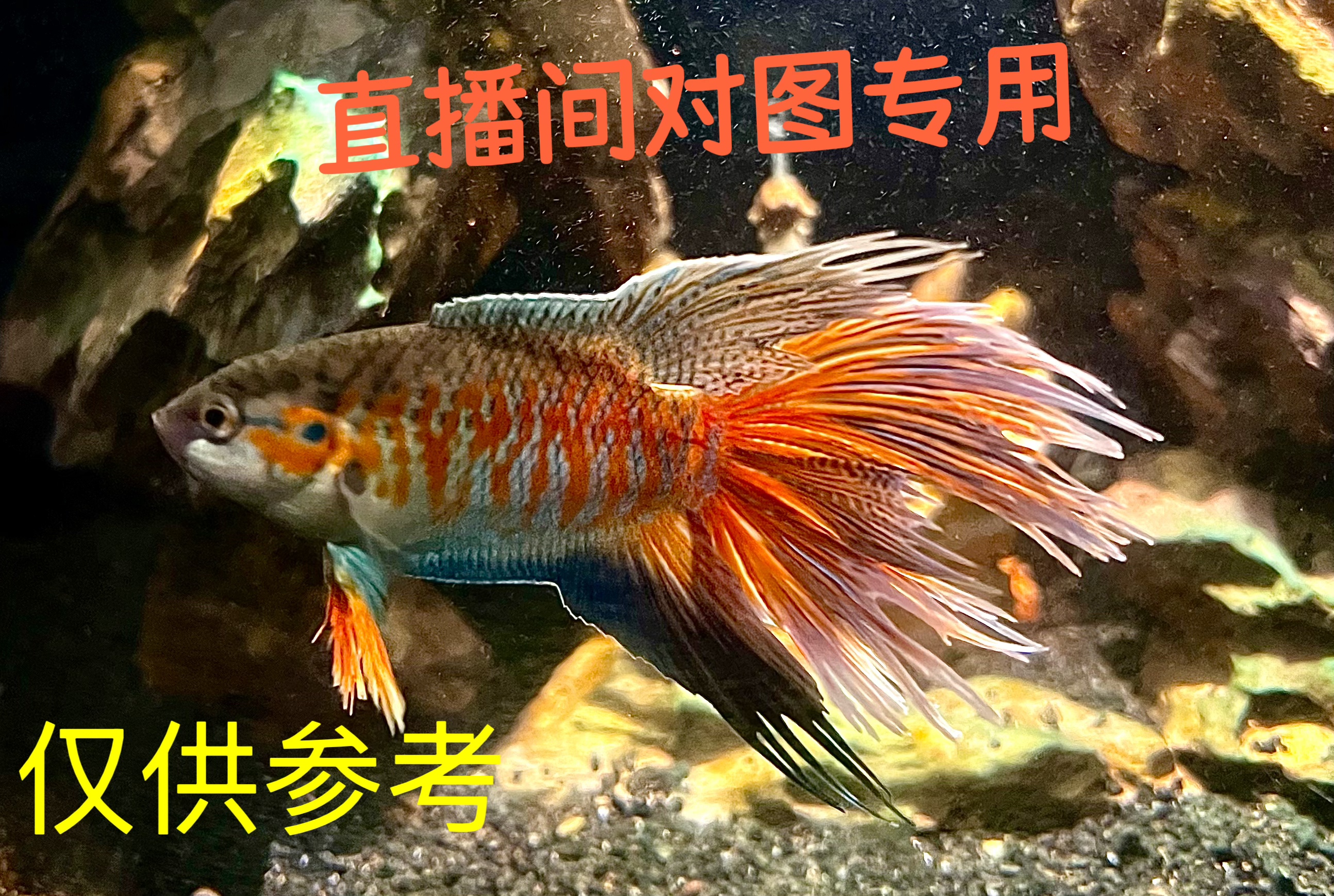 中国斗鱼活体冷水淡水小型观赏鱼好养耐活无需打氧