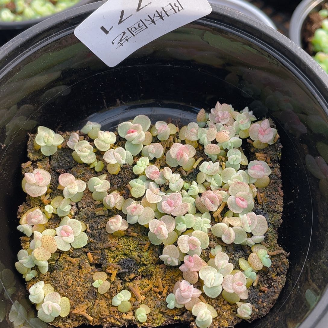 多肉植物多肉植物771