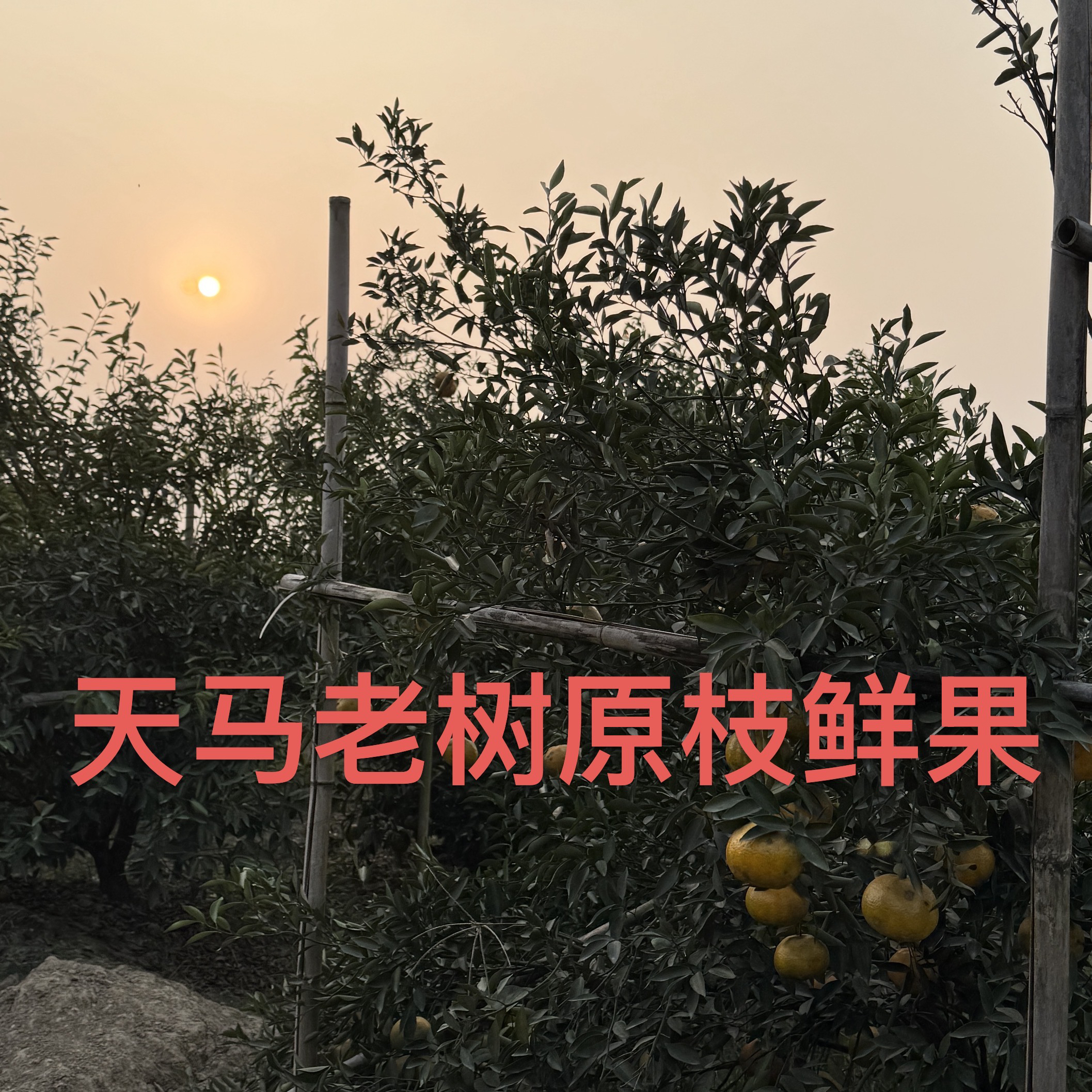 【马董精选951】2025年天马原枝老树鲜果（不支持七天无理由）