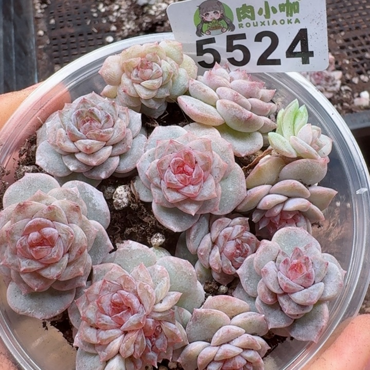 多肉植物多肉植物