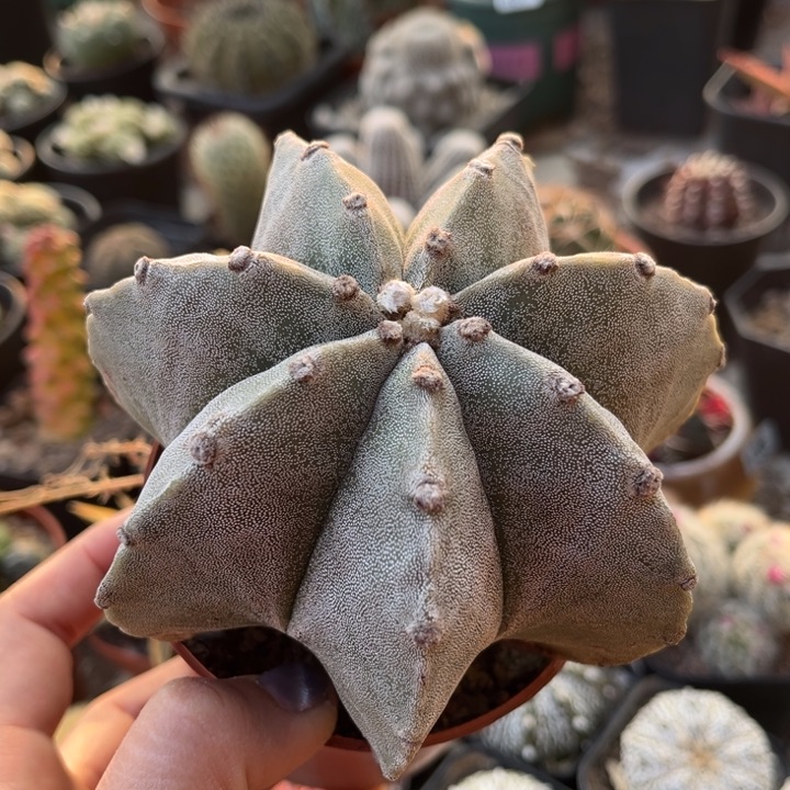 仙人球一物一拍实生有疤