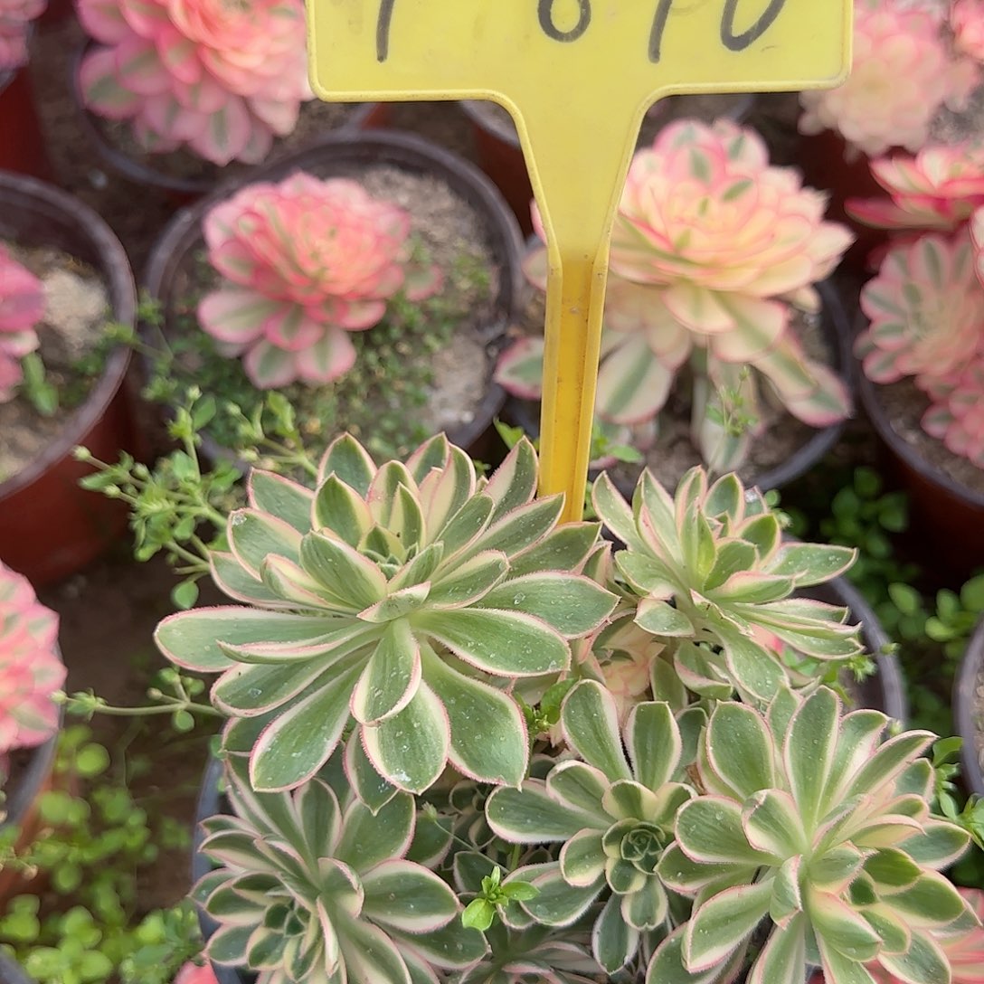 4-876+-青莲多头多