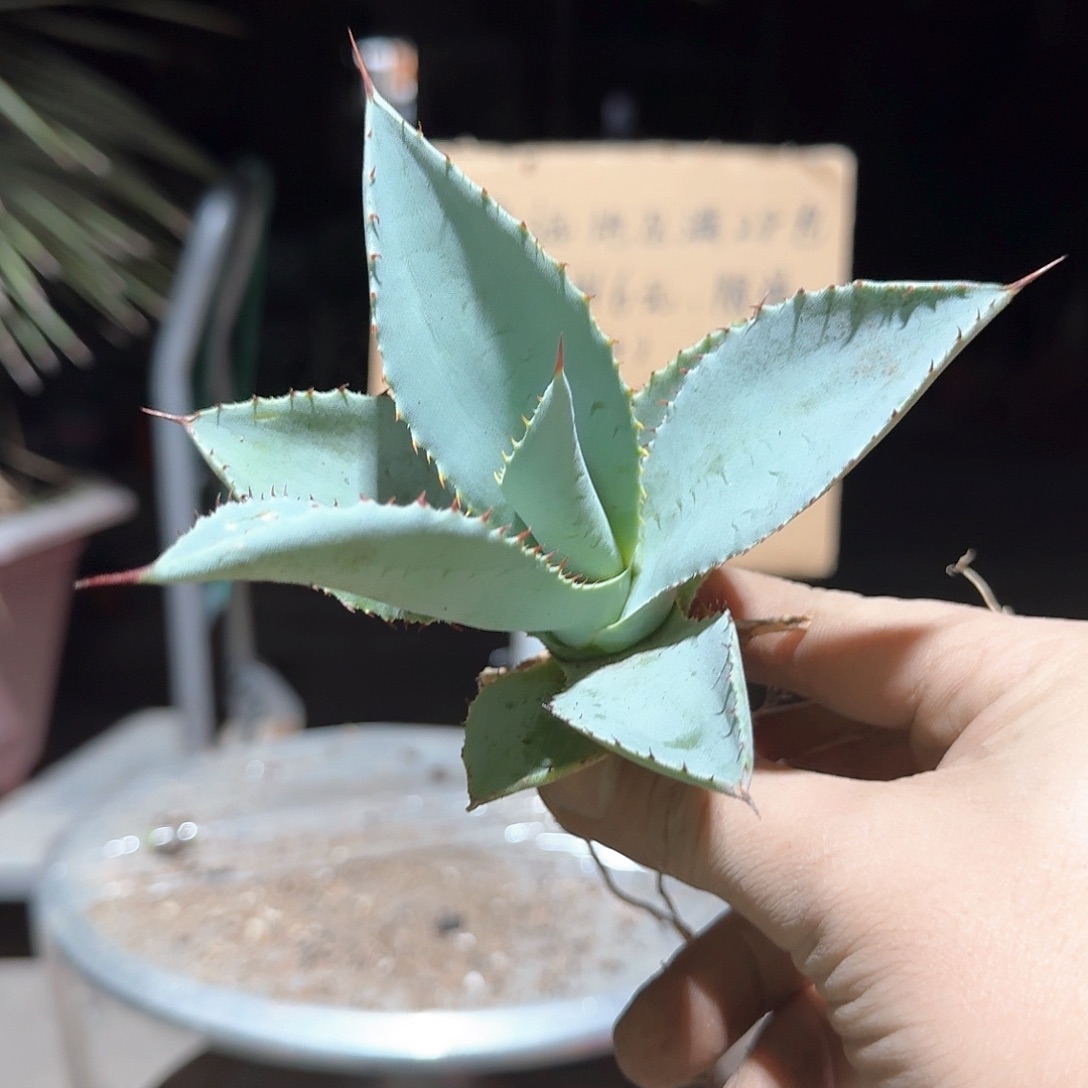 完全开放龙趾龙舌兰