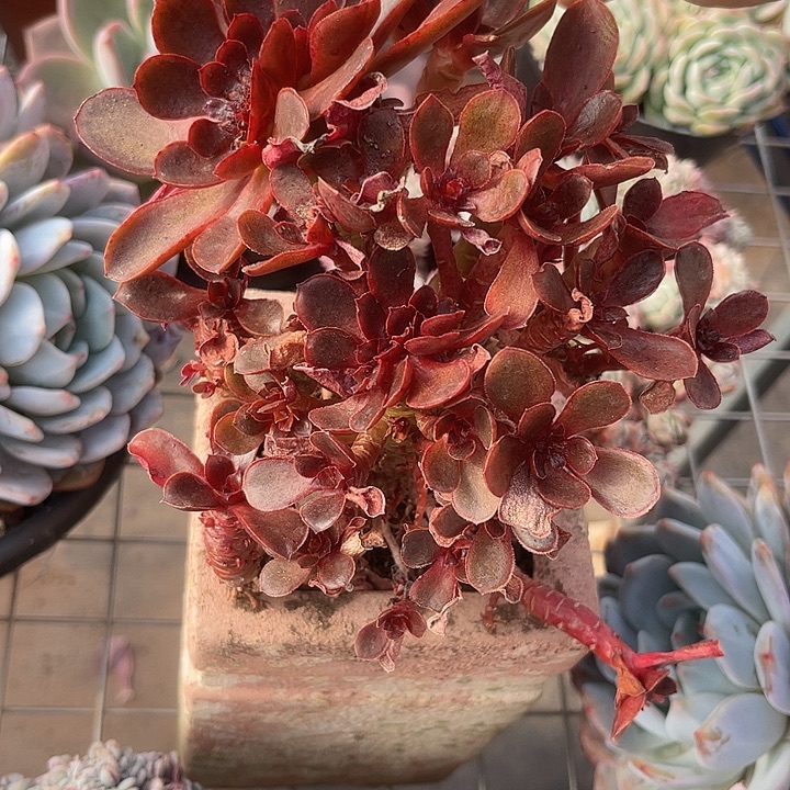 两单包邮，一物一拍，糖果特