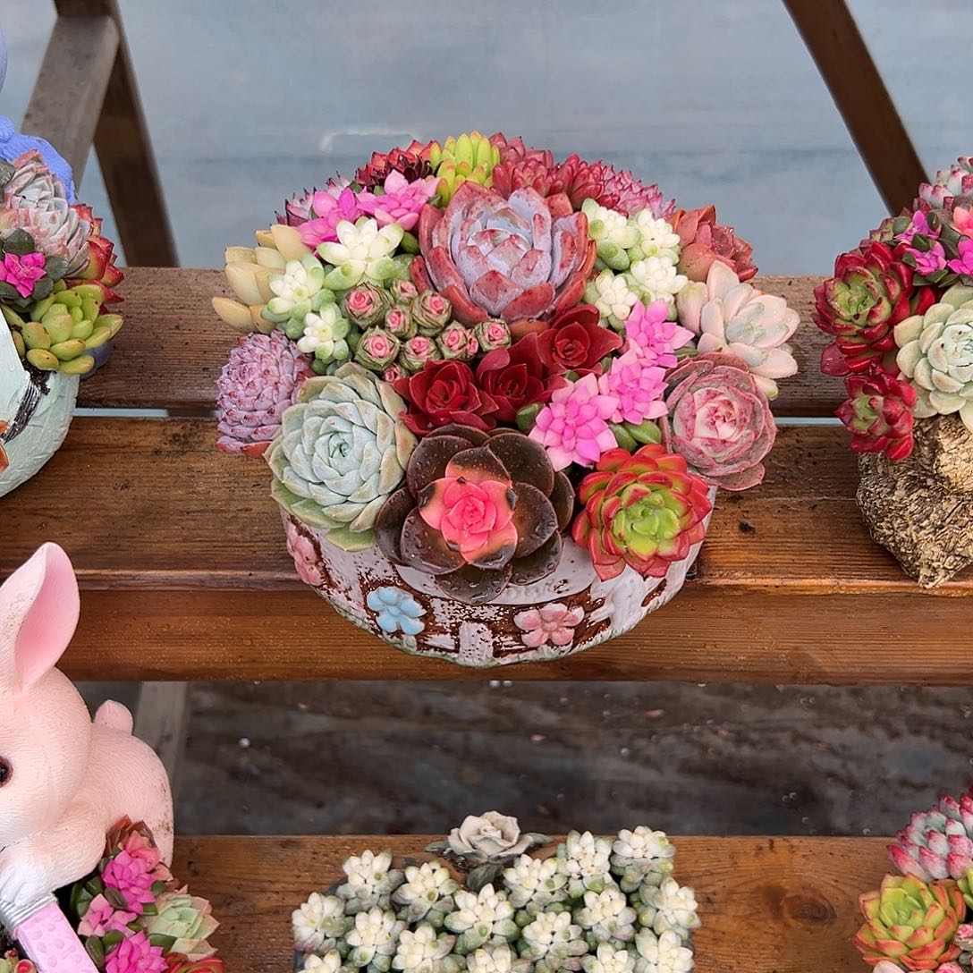 韩式花园多肉组合花园