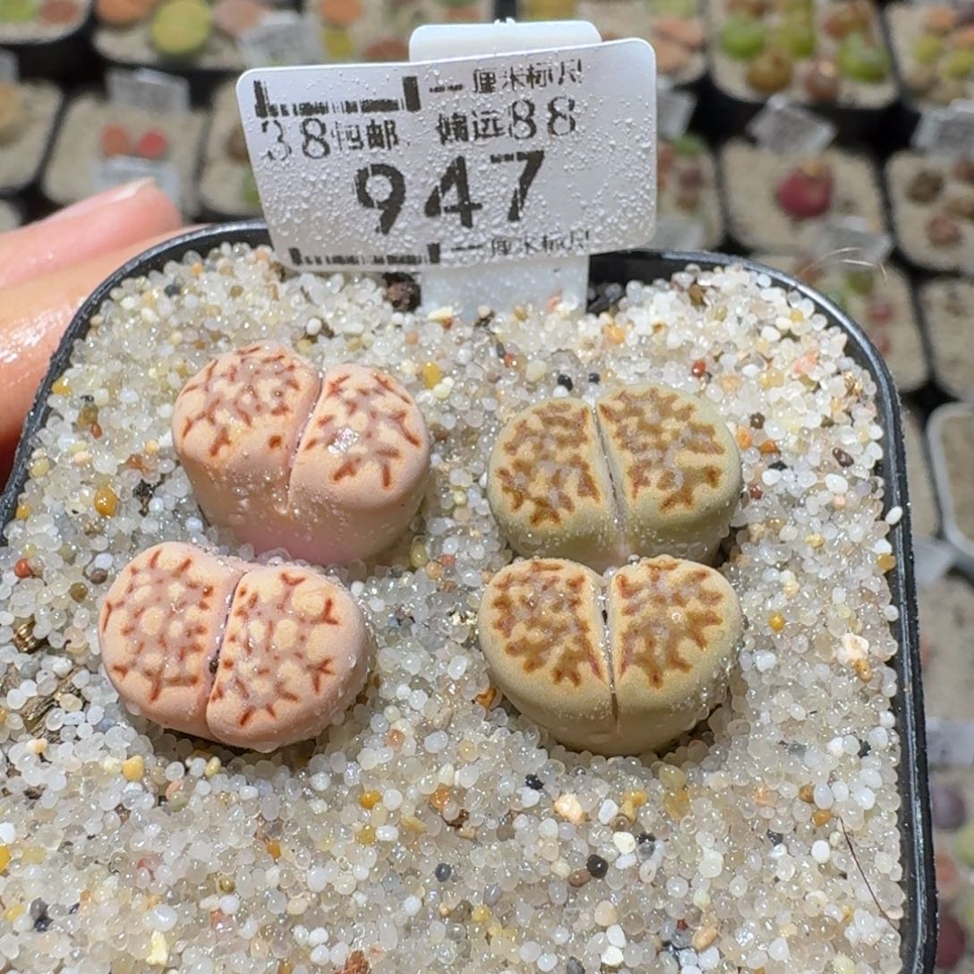 Sss精品生石花 947