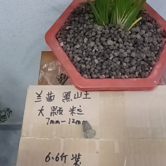 湾***沙兰菌黑山土大颗粒6.6斤