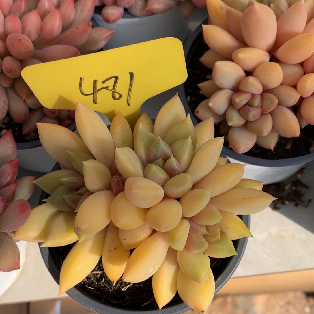 红象牙ywywywywyyww