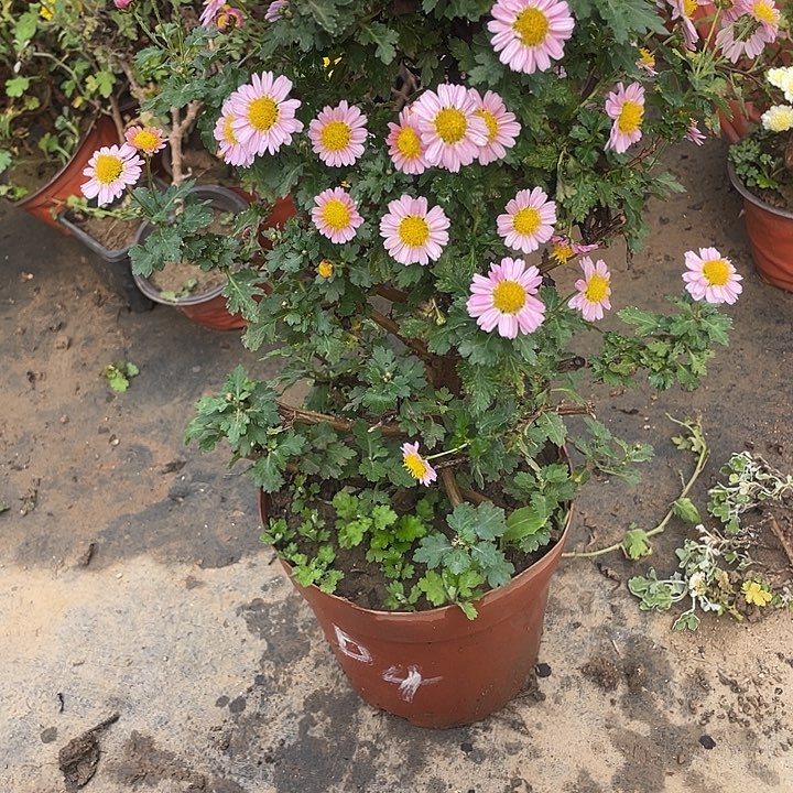 兰***妃完全开放88菊花菊花菊花菊花