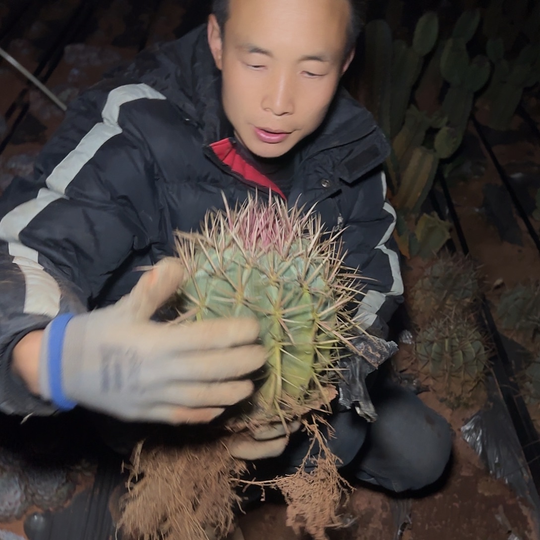 地栽红虎多肉1棵多肉