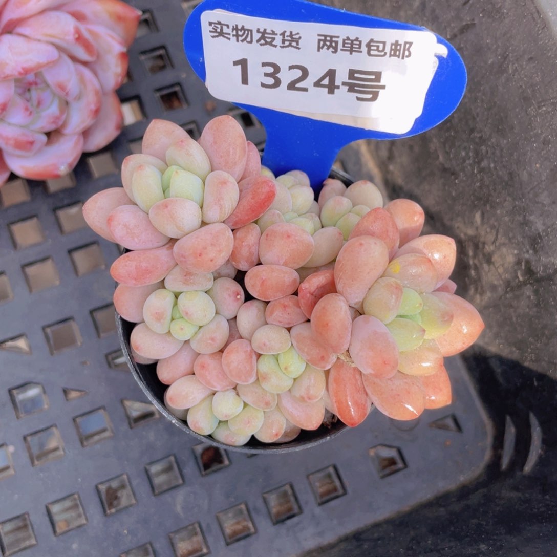 1324号 鱼子酱多头老桩群一个