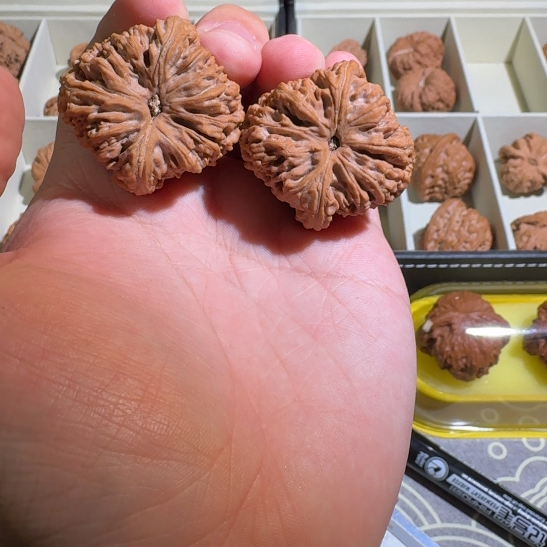 H***i大叶紫檀（黑酸枝木类）