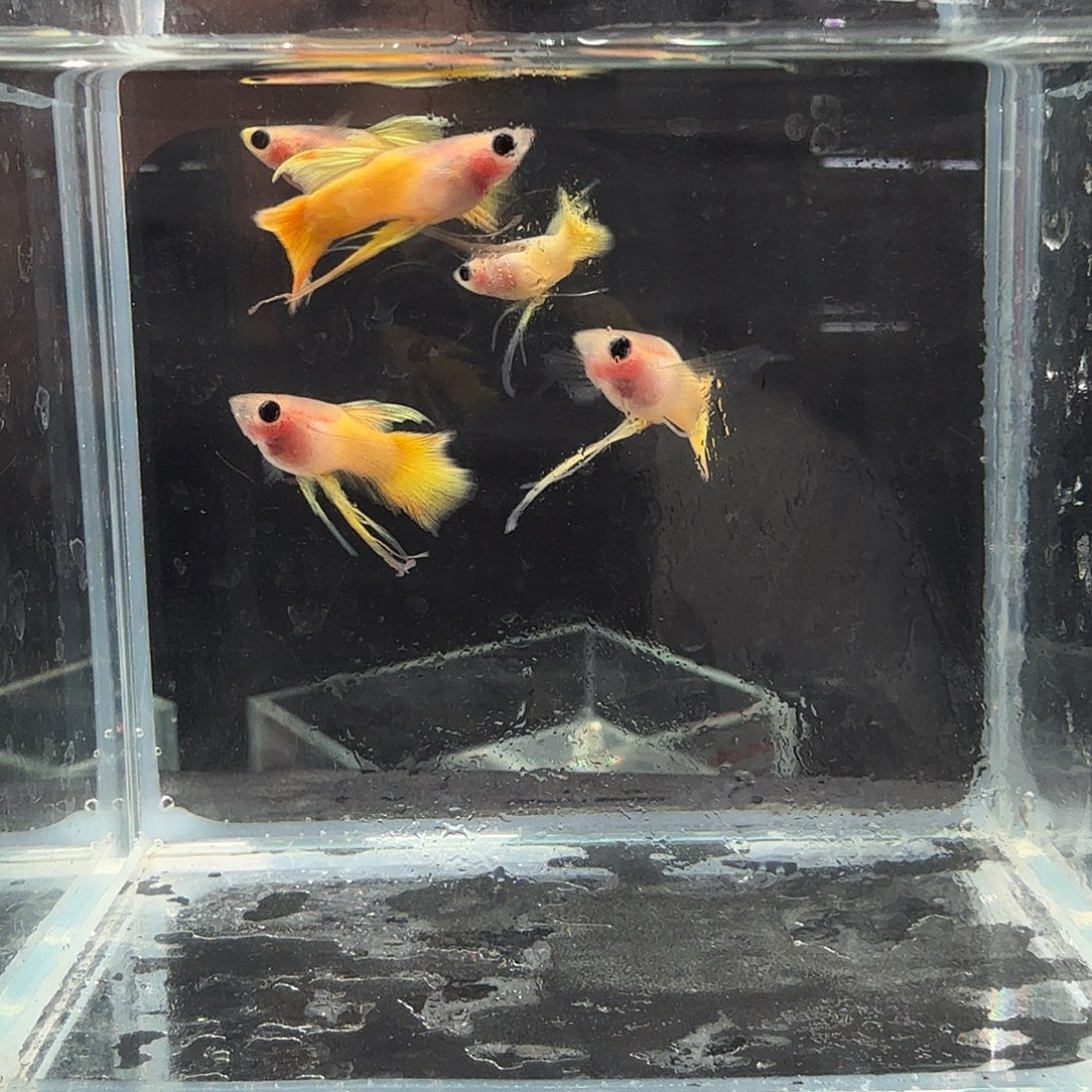 孔雀鱼黄金玻璃猫五条长公