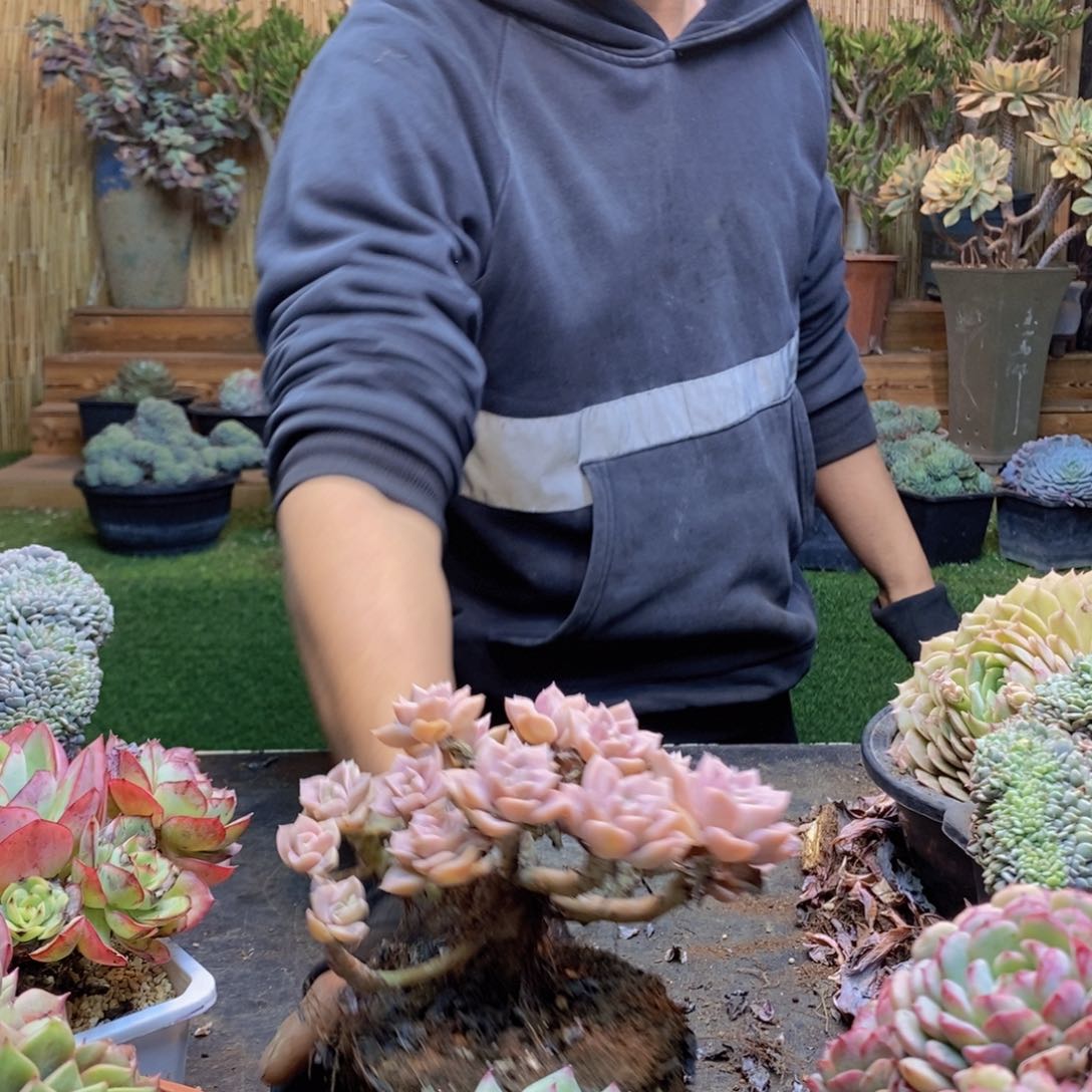 悟C279号哈利沃森