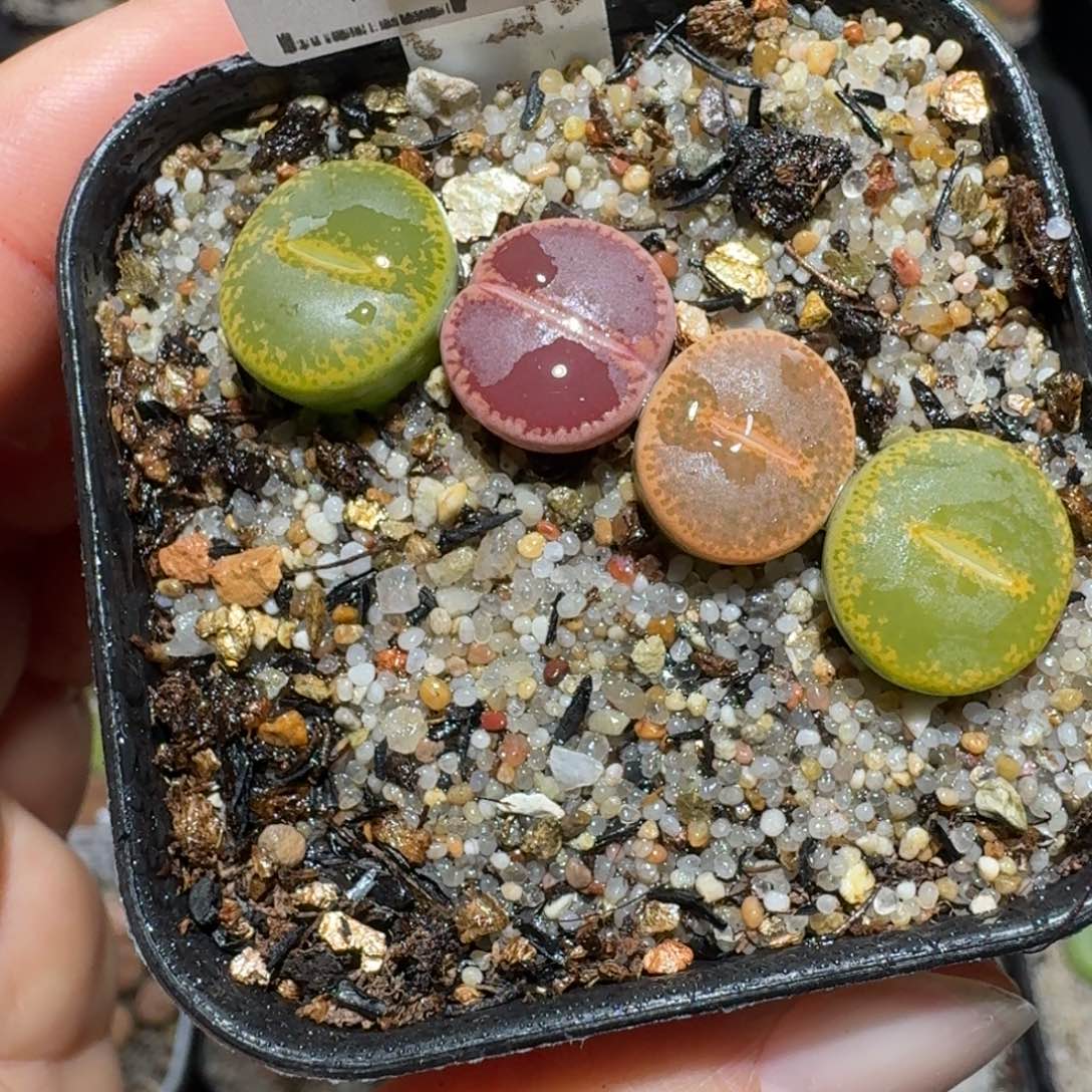 zzzz冬日限定福利1677