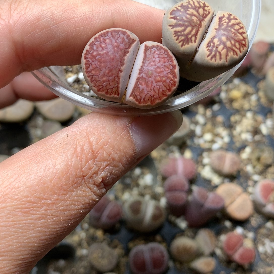 粉****心E396多肉植物保护研究所