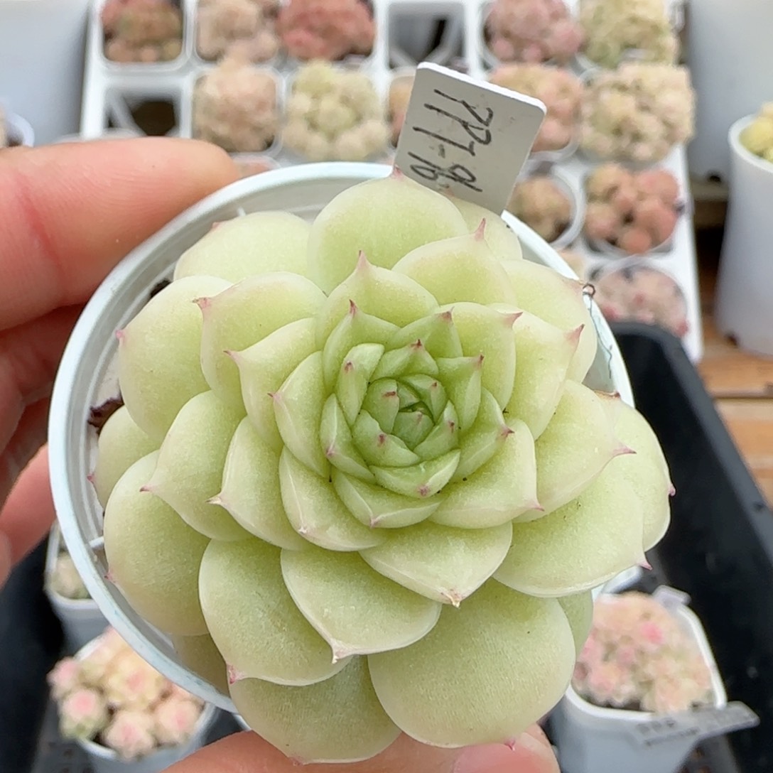 【闪购商品】0207-114（ppt-96）