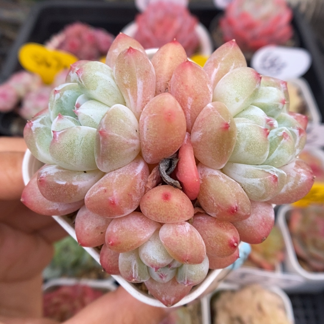 泡芙珍妮群生934号