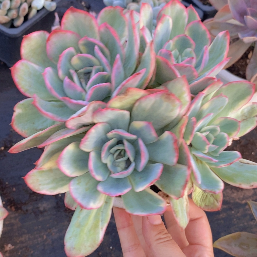 绮罗仙子锦四头起发