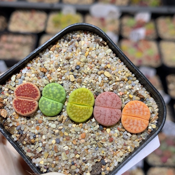 zzz精品生石花866